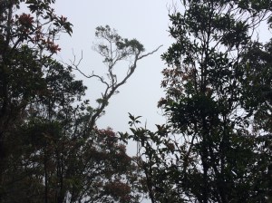 Surrounding view of Puncak 4 - all misty